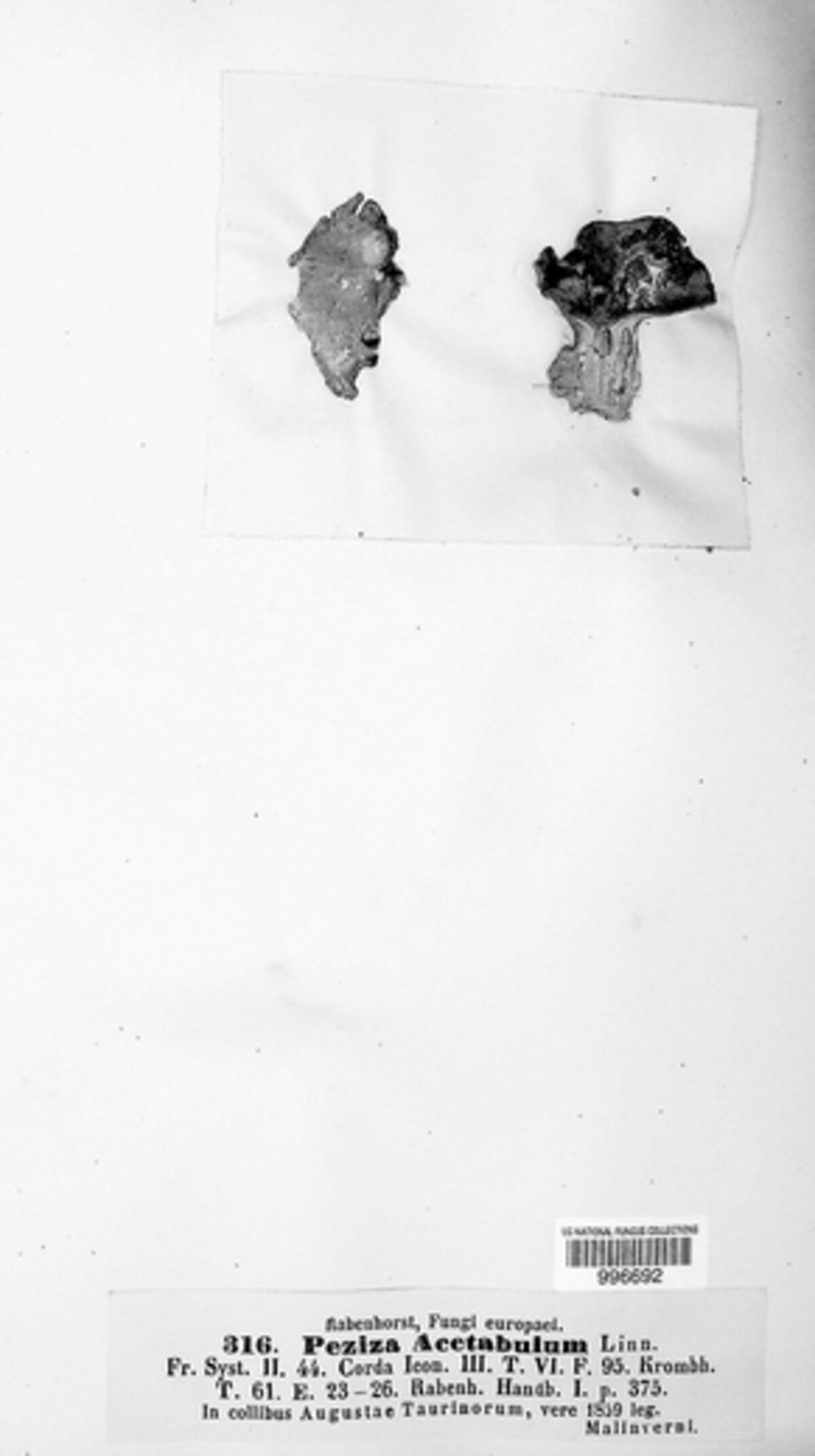 Helvella acetabulum image